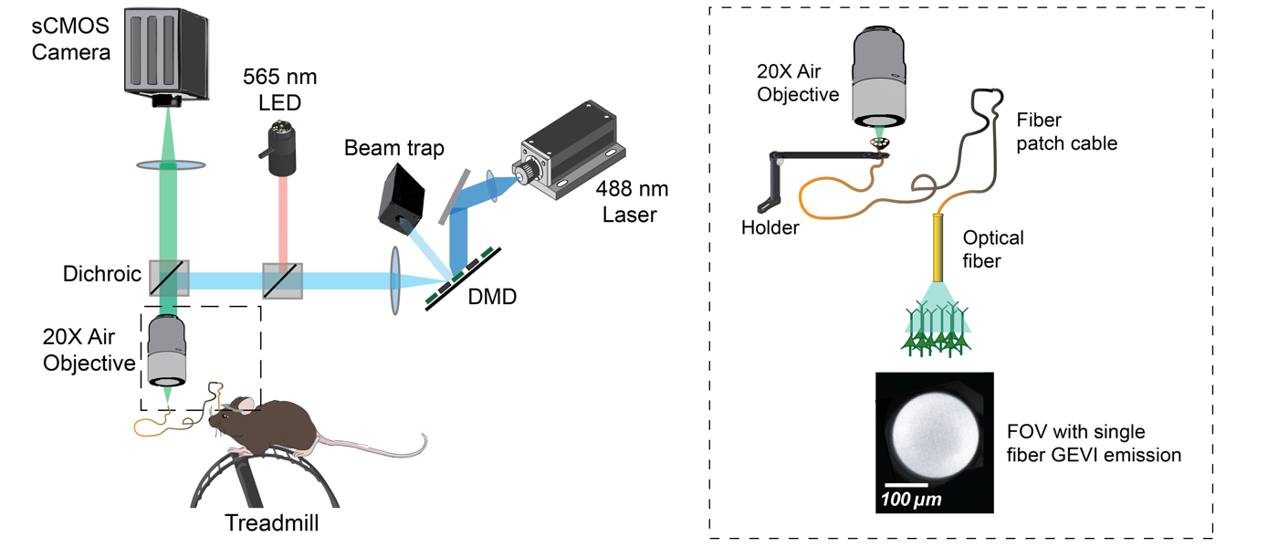 Multi-site fiber photometry single-cell voltage imaging platform